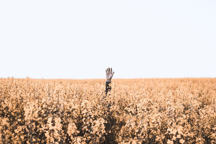 A hand showing from a flower field.
